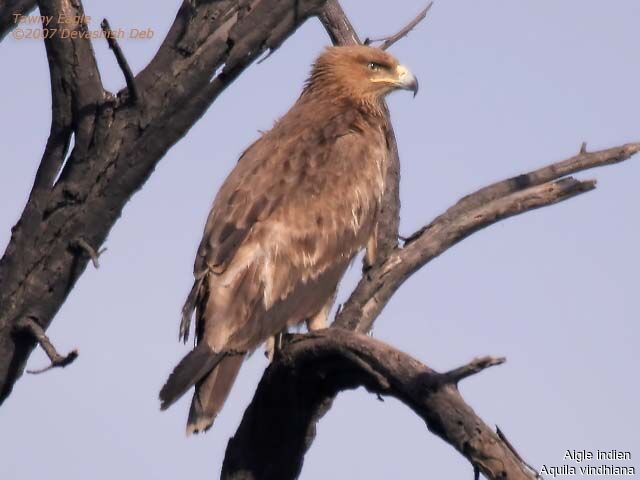 Tawny Eagle (vindhiana)