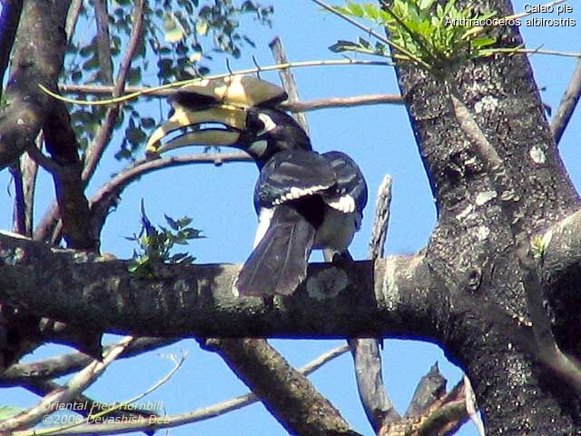 Oriental Pied Hornbill male adult