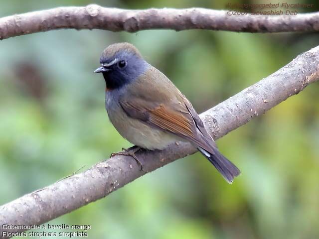 Rufous-gorgeted Flycatcher male adult