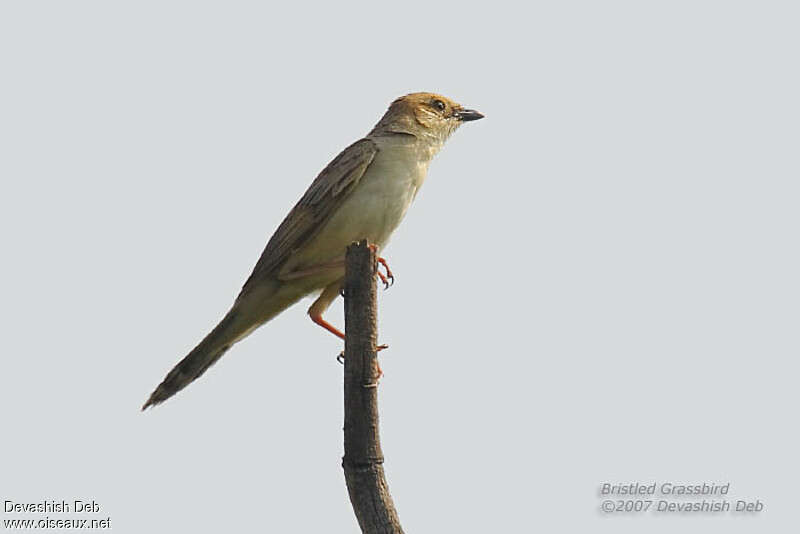 Bristled Grassbird male adult breeding
