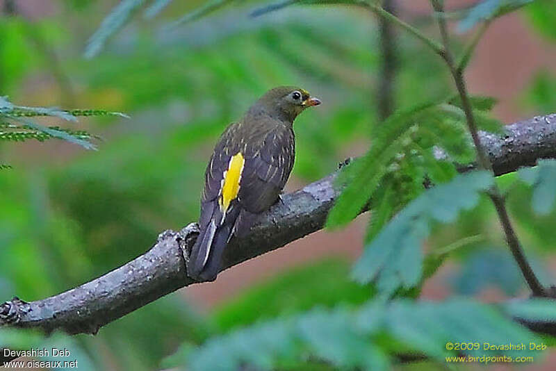 Yellow-rumped Honeyguide male adult, identification