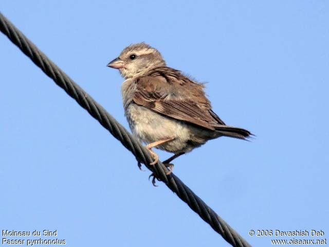 Sind Sparrow female adult