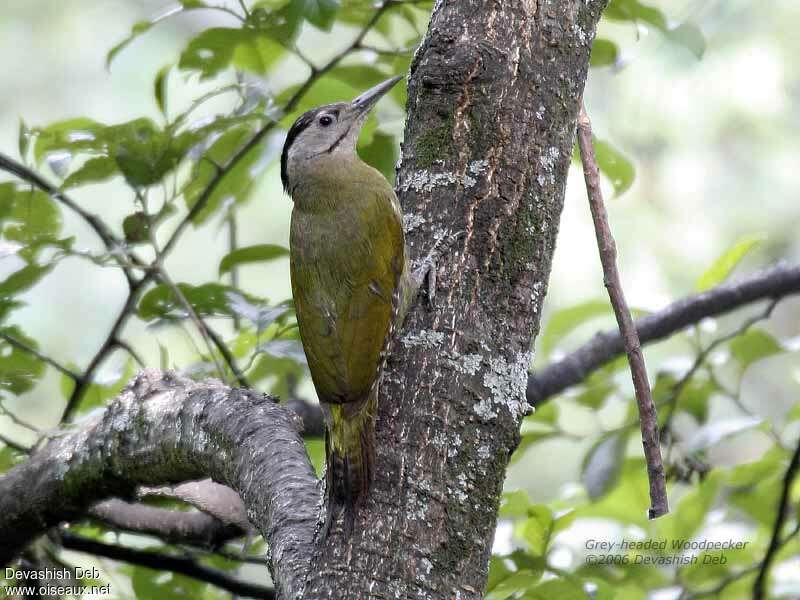 Grey-headed Woodpecker female adult, identification