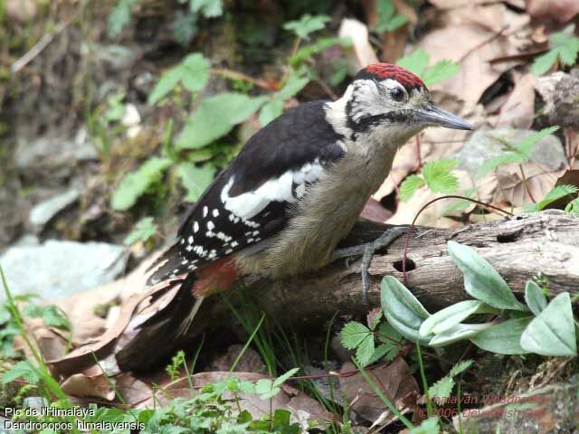 Himalayan Woodpecker male adult