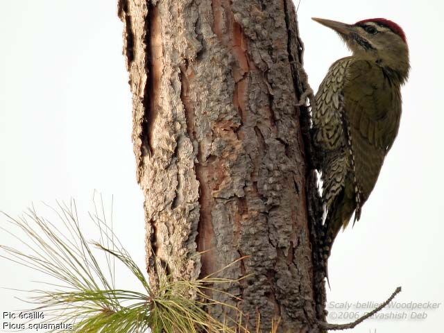 Scaly-bellied Woodpecker male adult