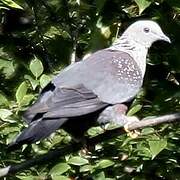 Speckled Wood Pigeon