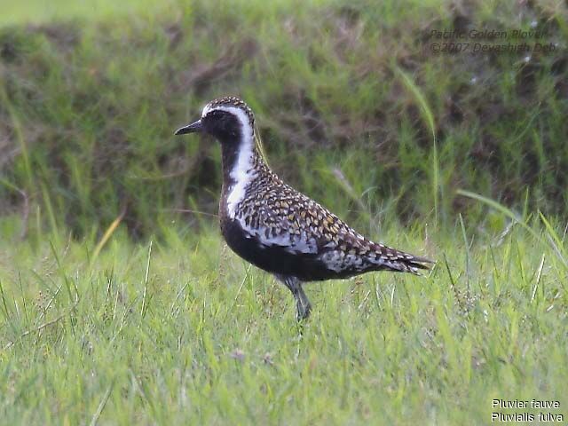 Pacific Golden Plover male adult breeding