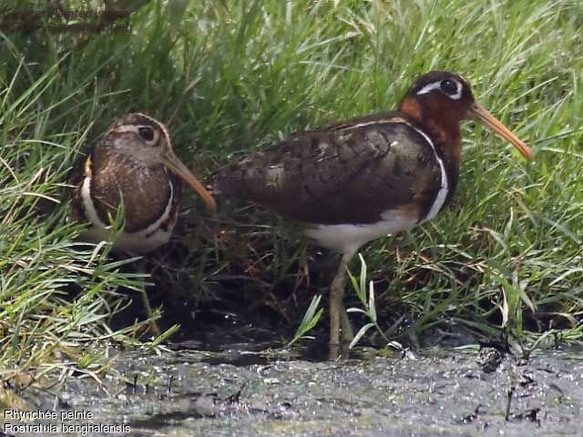 Greater Painted-snipe adult breeding