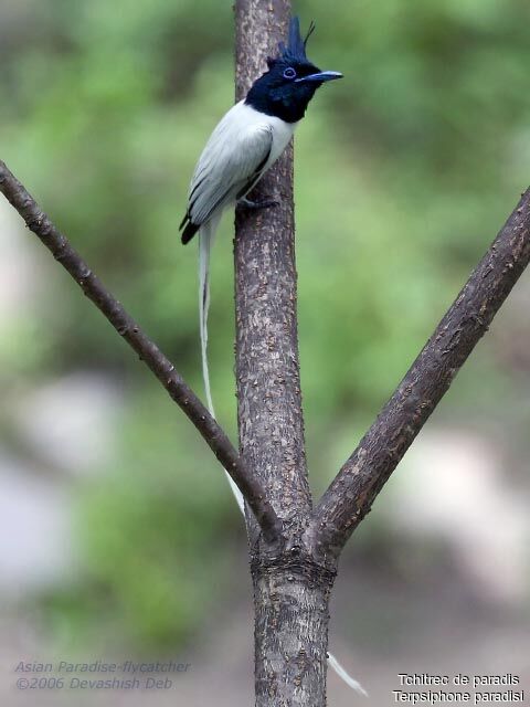 Indian Paradise Flycatcher male Fourth year